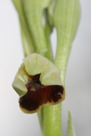 06-3070 Early Spider Orchid (Ophrys sphegodes) Unfolding, Gorges Du Tarn, Cevennes National Park, France